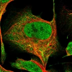 Immunofluorescent staining of human cell line U-2 OS shows localization to nucleus & cytosol.