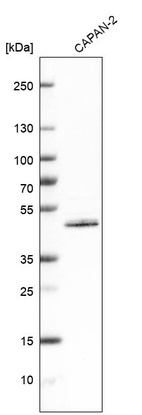 Western blot analysis in human cell line CAPAN-2.