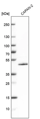Western blot analysis in human cell line CAPAN-2.