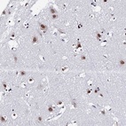 Anti-MAGOH Antibody