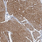Anti-ARGFX Antibody