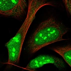 Immunofluorescent staining of human cell line U-2 OS shows localization to nucleus & nucleoli.