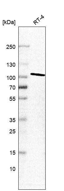 Anti-STRN4 Antibody