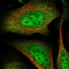 Immunofluorescent staining of human cell line U-2 OS shows localization to nucleoplasm & cytosol.