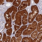 Anti-DACT3 Antibody