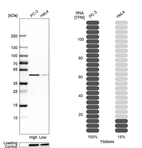 Western blot analysis in human cell lines PC-3 and HeLa using Anti-TIMM44 antibody. Corresponding TIMM44 RNA-seq data are presented for the same cell lines. Loading control: Anti-HSP90B1.