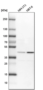Western blot analysis in mouse cell line NIH-3T3 and rat cell line NBT-II.