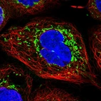 Immunofluorescent staining of human cell line A-431 shows localization to mitochondria.