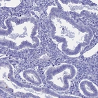 Immunohistochemical staining of human endometrium shows low expression as expected.