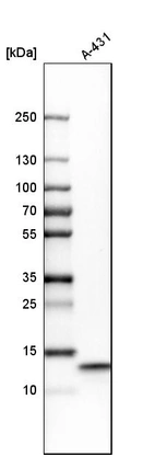 Western blot analysis in human cell line A-431.
