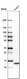 Anti-UQCRB Antibody