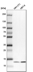 Western blot analysis in mouse cell line NIH-3T3 and rat cell line NBT-II.