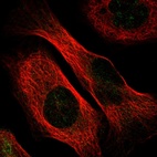 Immunofluorescent staining of human cell line U-2 OS shows localization to nuclear membrane.