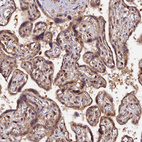 Anti-SAMD4A Antibody