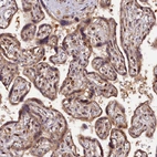 Immunohistochemical staining of human placenta shows moderate cytoplasmic positivity in trophoblastic cells.