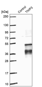 Western blot analysis in control (vector only transfected HEK293T lysate) and TNIP3 over-expression lysate (Co-expressed with a C-terminal myc-DDK tag (~3.1 kDa) in mammalian HEK293T cells, LY403041).