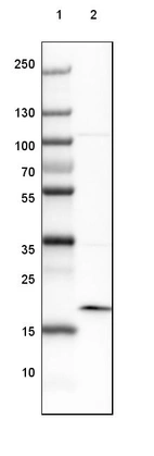 Lane 1: Marker [kDa] 250, 130, 100, 70, 55, 35, 25, 15, 10_br/_Lane 2: Human cell line PC-3