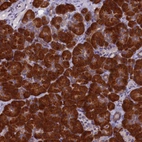 Anti-NOL10 Antibody