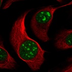 Immunofluorescent staining of human cell line U-2 OS shows localization to nucleus & nucleoli.