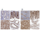 Anti-SORBS1 Antibody