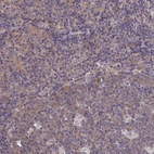 Anti-PGP Antibody