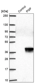 Western blot analysis in control (vector only transfected HEK293T lysate) and PGP over-expression lysate (Co-expressed with a C-terminal myc-DDK tag (~3.1 kDa) in mammalian HEK293T cells, LY420860).