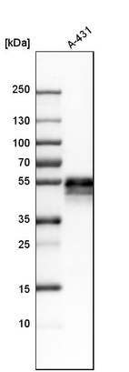 Anti-TACSTD2 Antibody