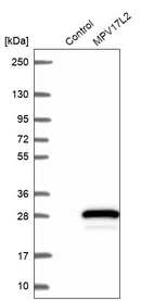 Western blot analysis in control (vector only transfected HEK293T lysate) and MPV17L2 over-expression lysate (Co-expressed with a C-terminal myc-DDK tag (~3.1 kDa) in mammalian HEK293T cells, LY403192).