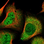 Immunofluorescent staining of human cell line U-2 OS shows localization to nucleoplasm & cytosol.