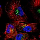 Immunofluorescent staining of human cell line U-251 MG shows localization to the Golgi apparatus.