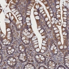 Immunohistochemical staining of human small intestine shows strong cytoplasmic positivity in glandular cells.