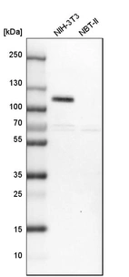 Western blot analysis in mouse cell line NIH-3T3 and rat cell line NBT-II.