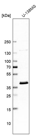 Western blot analysis in human cell line U-138MG.