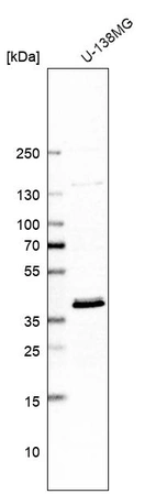 Western blot analysis in human cell line U-138MG.