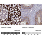 Anti-ISOC2 Antibody