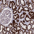 Immunohistochemical staining of human kidney shows high expression.