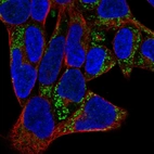 Immunofluorescent staining of human cell line HEK 293 shows localization to mitochondria.