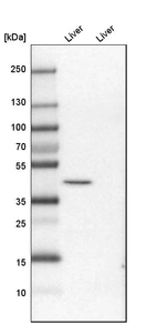 Western blot analysis in mouse liver tissue and rat liver tissue.