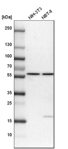 Western blot analysis in mouse cell line NIH-3T3 and rat cell line NBT-II.