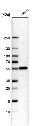 Western blot analysis in human heart tissue.