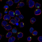 Immunofluorescent staining of human cell line REH shows localization to the Golgi apparatus.