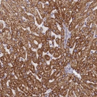 Anti-TMEM30B Antibody