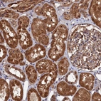 Immunohistochemical staining of human kidney shows strong cytoplasmic positivity in cells in tubules.