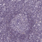 Immunohistochemical staining of human lymph node shows very weak cytoplasmic positivity.