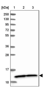 Lane 1: Marker [kDa] 250, 130, 95, 72, 55, 36, 28, 17, 10_br/_Lane 2: Human cell line RT-4_br/_Lane 3: Human cell line U-251MG sp