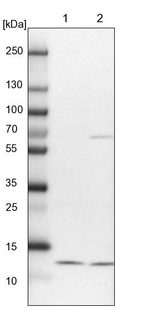Lane 1: NIH-3T3 cell lysate (Mouse embryonic fibroblast cells)_br/_Lane 2: NBT-II cell lysate (Rat Wistar bladder tumour cells)