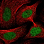 Immunofluorescent staining of human cell line U-2 OS shows localization to nucleoplasm.