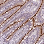 Immunohistochemical staining of human small intestine shows strong positivity in apical membrane in glandular cells.