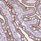 Immunohistochemical staining of human duodenum shows strong positivity in apical membrane in glandular cells.