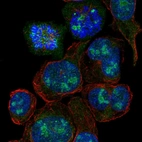 Immunofluorescent staining of human cell line HEL shows localization to nucleoli.